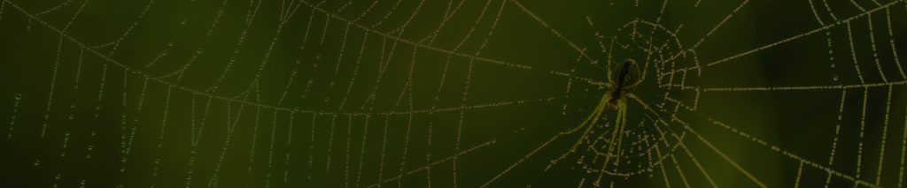 Spider web