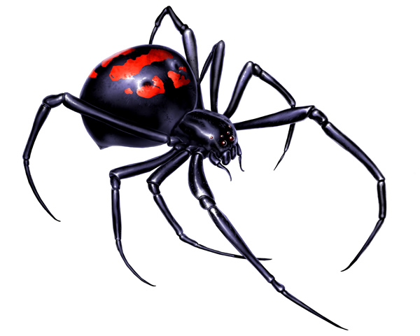 black widow spider