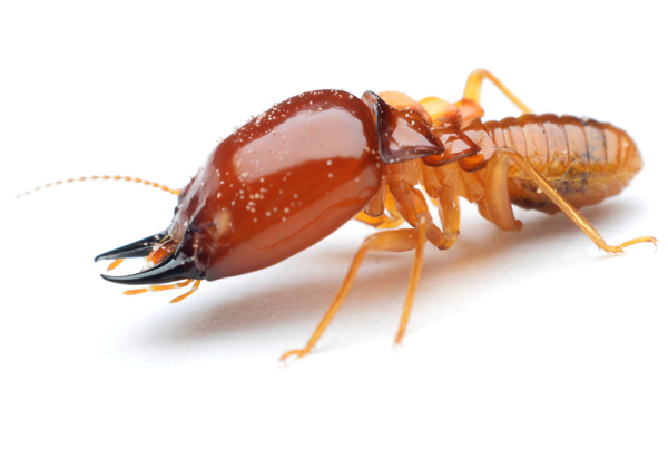 Termites Control in Naples, FL