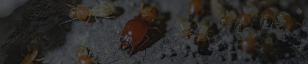Termites control services